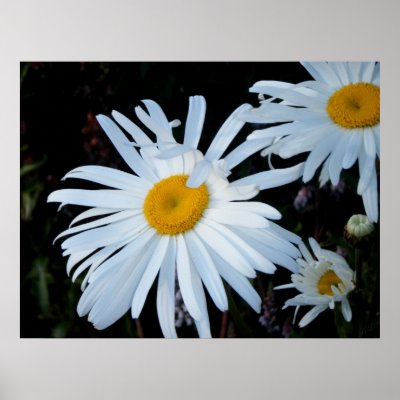 Daisy ~Print~ by TeaAira5