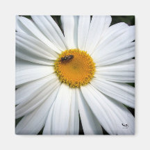 Daisy Square Fridge Magnet