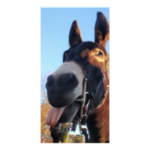 Daisy the donkey Photo Card
