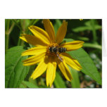 Daisy Visitor Card