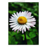 Daisy White Flower Cards