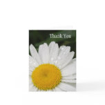 Daisy with Rain Drops All Occasion Notecard