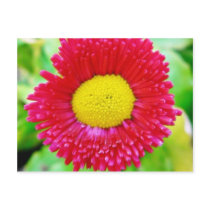 Daisy Yellow Red Close Up Postcards