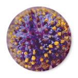 Daisy's Heart Refrigerator Magnet