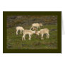 Dall Sheep Greeting Cards