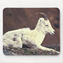 Dall sheep ewe and lamb lying down mouse pad