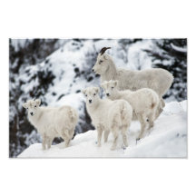Dall sheep family photograph