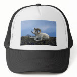 Dall sheep (Large ram lying down) Hats