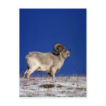 Dall sheep (Large ram on snowy skyline) Post Cards