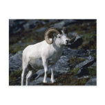 Dall sheep (Large ram) Postcards
