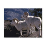 Dall sheep (Pair of rams alert on mountain peak) Post Cards