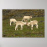 Dall Sheep Print