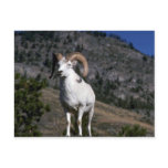 Dall sheep (Ram alert on mountain crest) Postcards