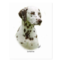 Dalmate 9J022D-19 Carte Postale