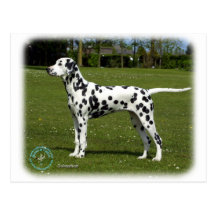 Dalmate 9T085D-119 Cartes Postales