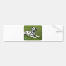 Dalmatian 9W008D-009 Bumper Stickers