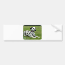 Dalmatian 9W008D-033 Bumper Stickers