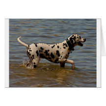 Dalmatian Dog Greeting Card