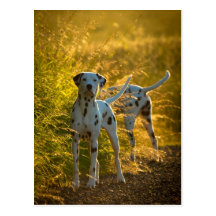 Dalmatian Dogs Postcard
