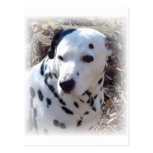 Dalmatian Fire Dog Postcard