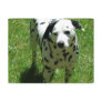 Dalmatian Photo Postcard