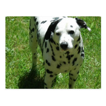 Dalmatian Photo Postcard
