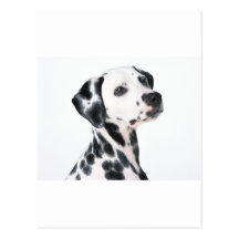 Dalmatian Postcards