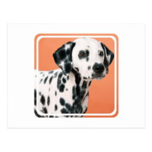 Dalmatian Puppies Postcard