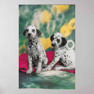 Dalmatian Puppies Poster by ironydesignphotos
