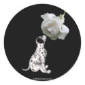 Dalmatian Puppy And White Rose Sticker Label