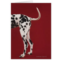 Dalmatian Rear Cards