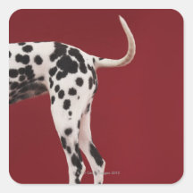 Dalmatian Rear Sticker