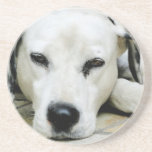 Dalmatian Resting  Coaster