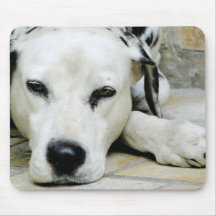 Dalmatian Resting  Mouse Pad