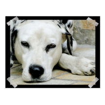 Dalmatian Resting  Postcard