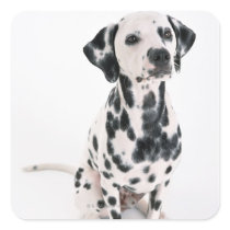 Dalmatian Sticker