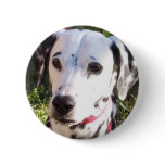 dalmation pinback button