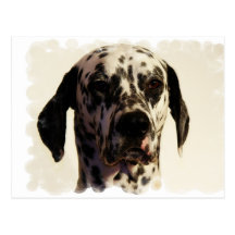 Dalmation Dog Postcard