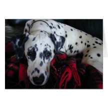 Dalmation doux carte de vœux
