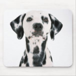 Dalmation mousepads