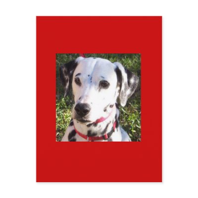dalmation post cards by Basketballgirl1