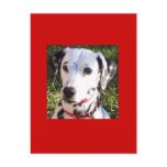 dalmation post cards