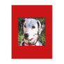 dalmation post cards