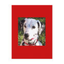 dalmation postcards