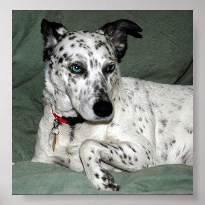 Dalmation Posters by virginiamccabe