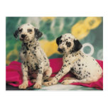 Dalmation Puppies Postcard