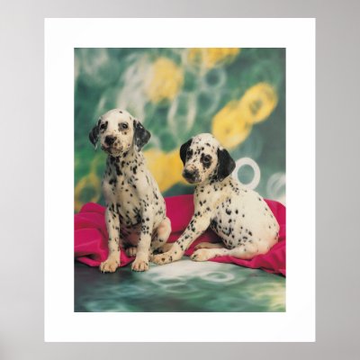 Dalmation Puppies Poster by ironydesign