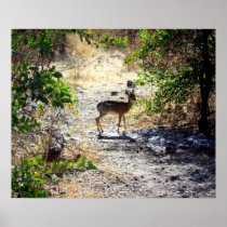 Damara Dik-Dik Print
