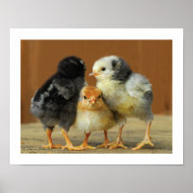 D'amis de bâton poussins de se blottir ensemble -  poster