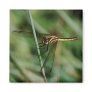 Damselfly clinging to grass refrigerator magnet